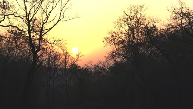 sunset and silhouetted trees at tadoba andhari tiger reserve in india