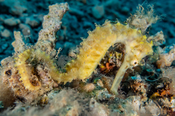 Sea ​​horse in the Red Sea Colorful and beautiful, Eilat Israel