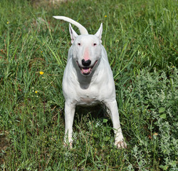 bull terrier