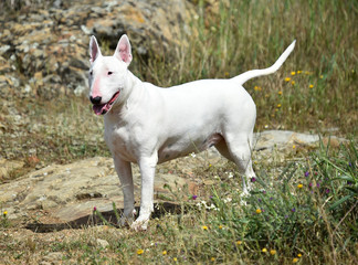 bull terrier