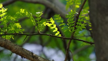 幹や枝に刺を持った樹木