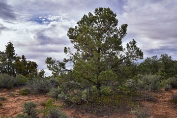 Snow Canyon Overlook, views from the Red Mountain Wilderness hiking trail head, State Park, St George, Utah, United States 