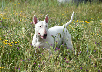 bull terrier