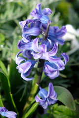 hyacinthes