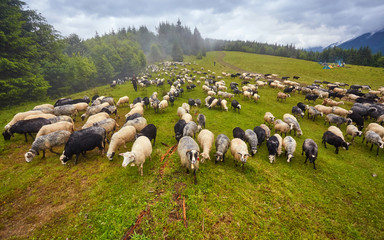 flock of sheep in a mountain valley