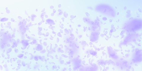 Violet flower petals falling down. Powerful romant