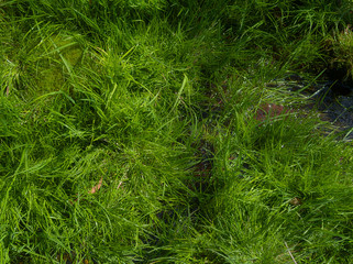green grass background