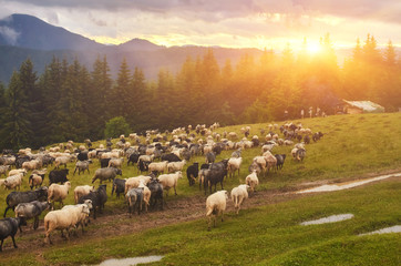 lot sheep on the beautiful green meadow