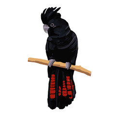 black cockatoo red feathers Australia parrot branch sitting crest