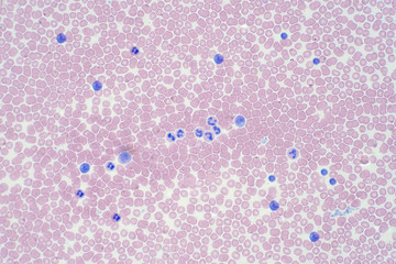 Blood cells under microscope view for histology education.