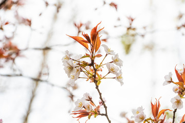 Beautiful cherry blossom sakura in spring time