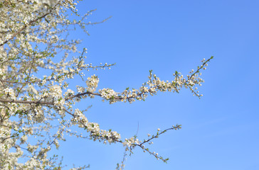 Blossoming apple tree.