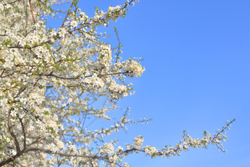 Blossoming apple tree.