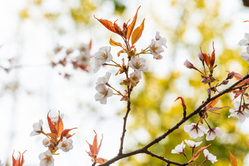 Beautiful cherry blossom sakura in spring time