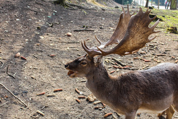 Deer, Konopiště, Czech Republic