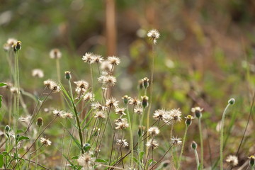 wild flowers in the field