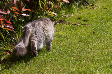 Long haired pet of siberian cat in a garden. Kitten of livestock