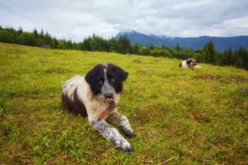 Fototapeta na wymiar romanian shepherd dog