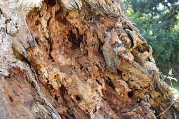 árbol apolillado