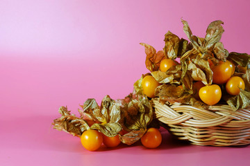 many cape gooseberry group on pink background and have some space for write wording 