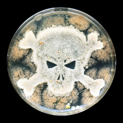 Petri dish growing bacteria in the shape of a skull and crossbones