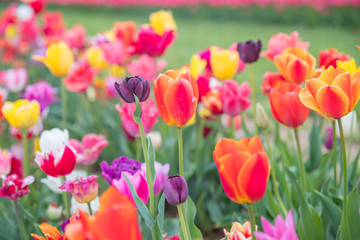 Flower beds with colorful tulips - Image