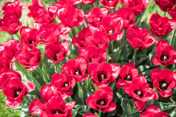 Flower beds with colorful tulips - Image