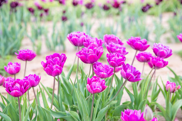 Fototapeta premium Flower beds with colorful tulips - Image