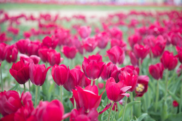 Flower beds with colorful tulips - Image