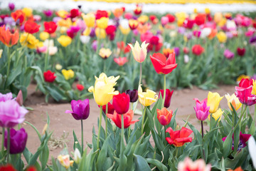 Flower beds with colorful tulips - Image