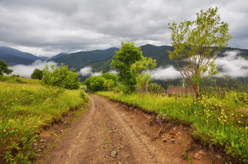Obraz premium Forest road going through pine forest