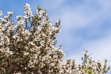 closeup of white manuka tree flowers against blue sky with copy space above