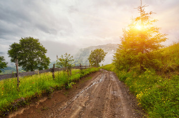 Forest road going through pine forest