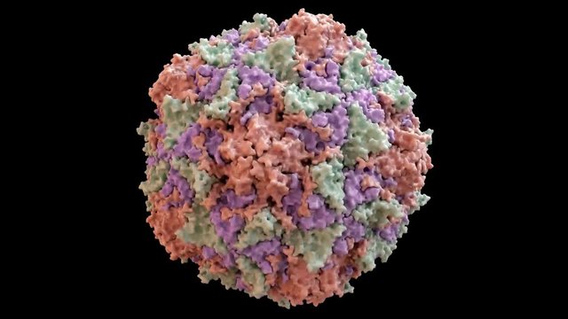 Polio Virus Capsid Structure based on PDB : 2PLV, 360 degree rotation loop