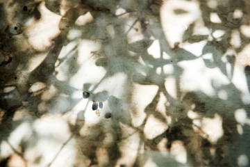 Nature tree leaf