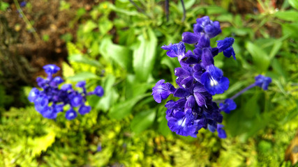 texas bluebonnet in the garden