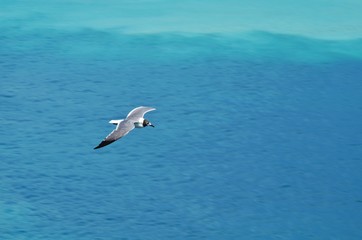 Obraz premium gaviota