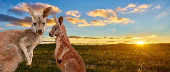 Fototapeten Känguru mit Sonnenuntergang Australiens Hinterland © Alexandra Griffiths