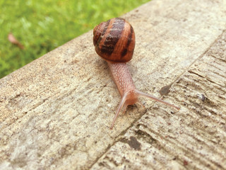 Small snail looking at the camera