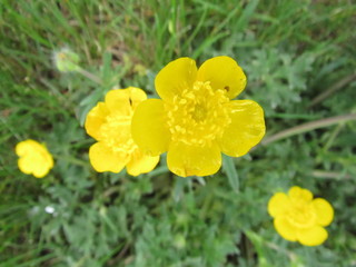 Obraz premium Buttercup Flowers 
