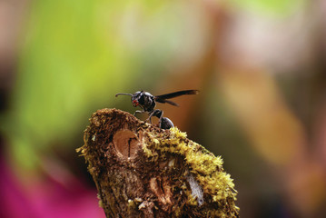 Wasp
