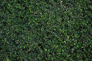 Green leaf background, natural pattern texture concept