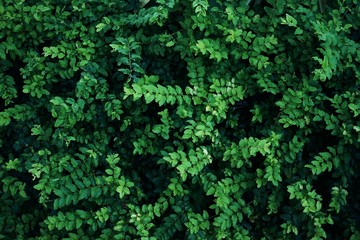 Obraz premium Green leaf background, natural pattern texture concept