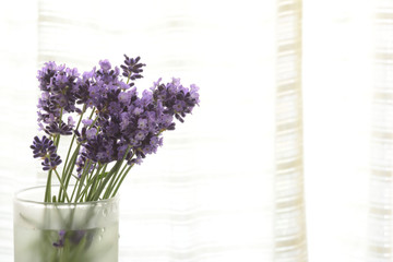  Lavender flowers 