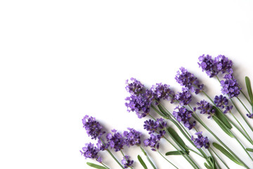  Lavender flowers on a white background