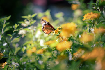 Closeup monarch butterfly on flower n blurred yellow sunny background with Copy space.
