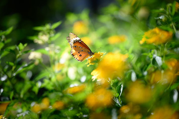 Closeup monarch butterfly on flower n blurred yellow sunny background with Copy space.