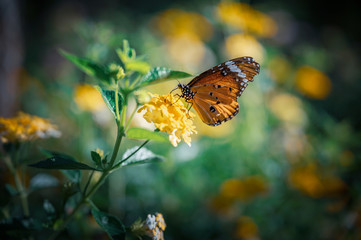 Closeup monarch butterfly on flower n blurred yellow sunny background with Copy space.