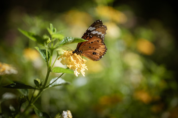 Closeup monarch butterfly on flower n blurred yellow sunny background with Copy space.