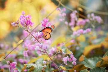 Closeup monarch butterfly on flower n blurred yellow sunny background with copy space.